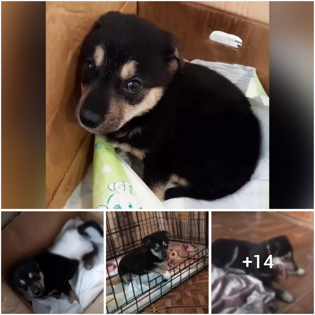 “Answering the Call: Saving a Helpless Pup with a Serious Leg Injury Abandoned by Its Owner”
