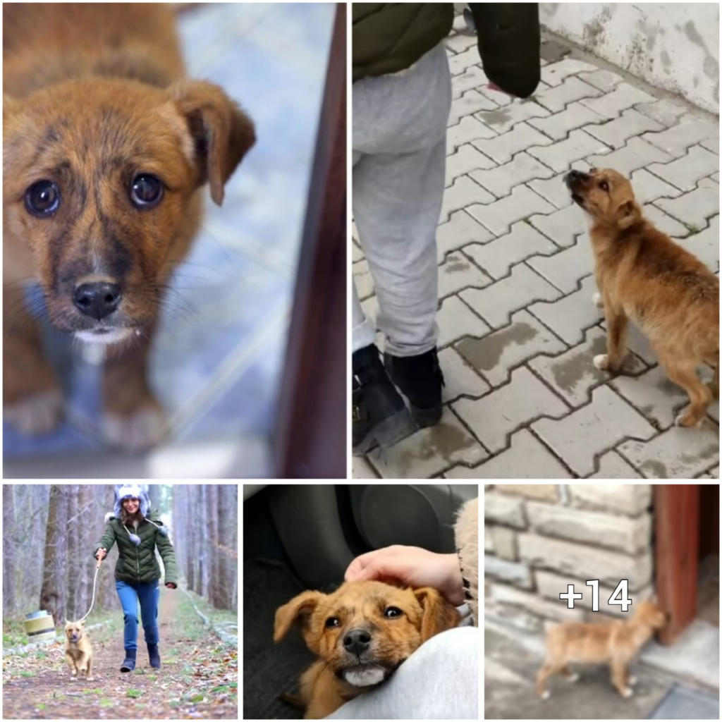 The Heartwarming Story of How a Stray Pup Found His Forever Home with a Loving Couple