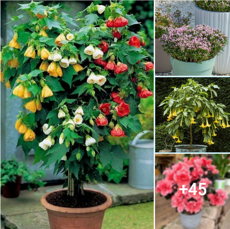 “Container Gardening Bliss: 49 Must-Have Shrubs for Your Potted Paradise”