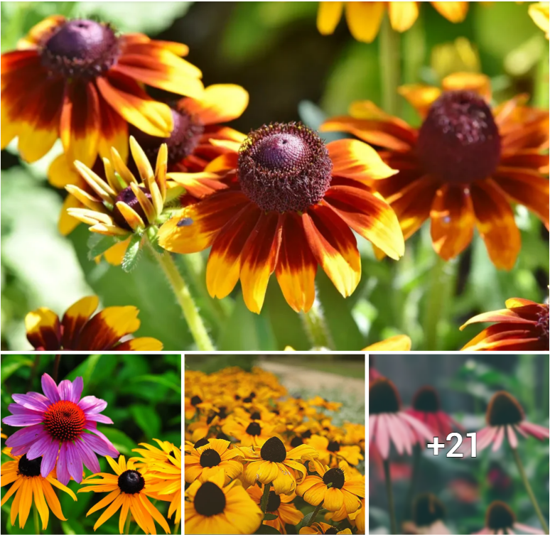 The Alluring Coneflower: A Timeless Addition to Your Garden