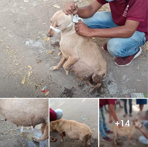 “Desperate plea of a homeless mother dog and her growing litter for a glimmer of hope in dire times”