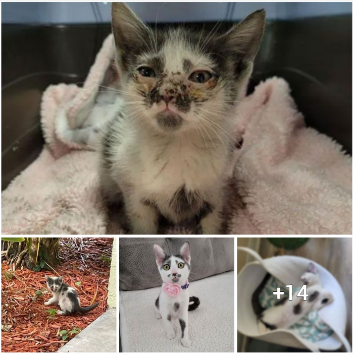 “A Lost Kitten Finds Rescuer: A Heartwarming Tale of a Feline and the Woman Who Adopted Her”
