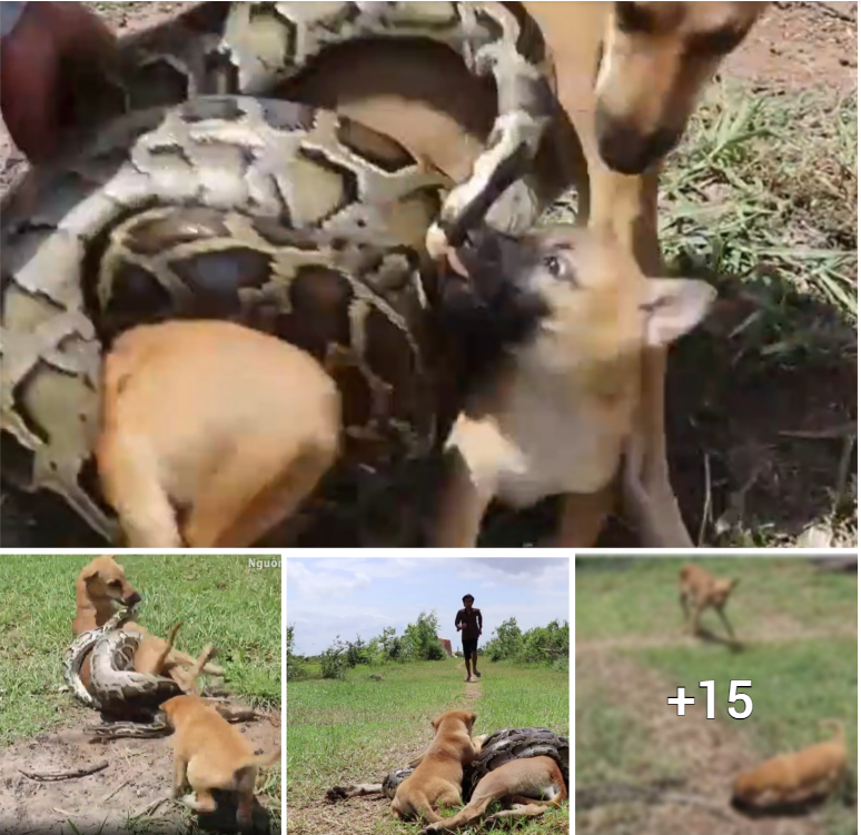“Heroic Mother Dog Defends Against Python Attack While Her Puppies Rally for Help”