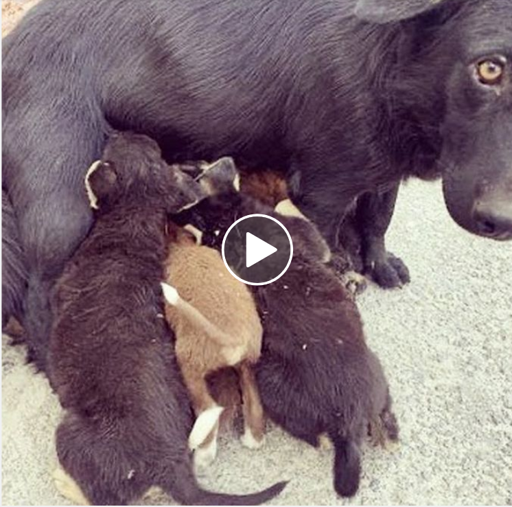 “The Heartbreaking Tale of a Starving Mother Dog Longing for Her Lost Puppies”