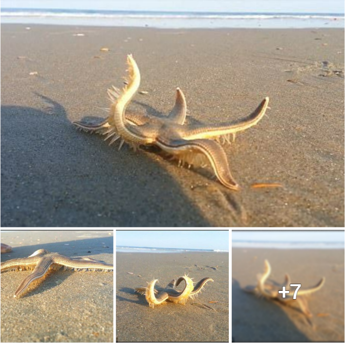 “Unbelievable: Watch a Starfish Take a Walk on the Beach and Return to the Ocean!”