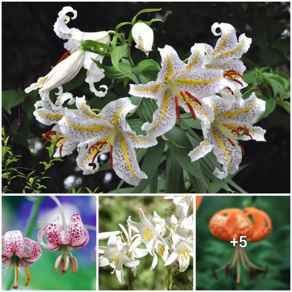 “Discover 9 Beautiful Varieties of Lilies to Enhance Your Garden”