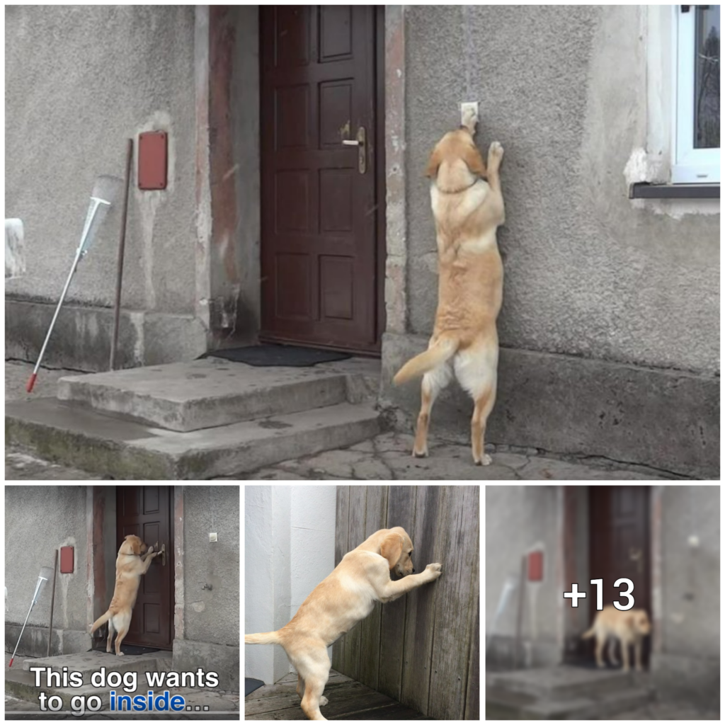 A Heartwarming Tale: After 6 Months, a Lost Dog Finds Its Way Home to an Empty House and a Surprise Reunion with Its Beloved Owner