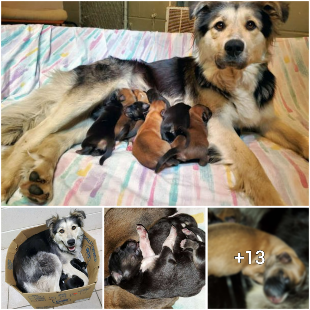 “Urgent Rescue Needed for Abandoned Dog Mother and Her Nine Puppies Trapped in a Sealed Box”