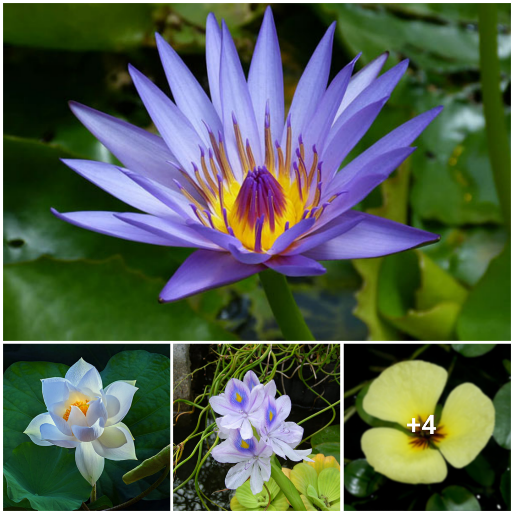 “Delight in the Underwater Beauty: 7 Aquatic Flowers That Will Take Your Breath Away”