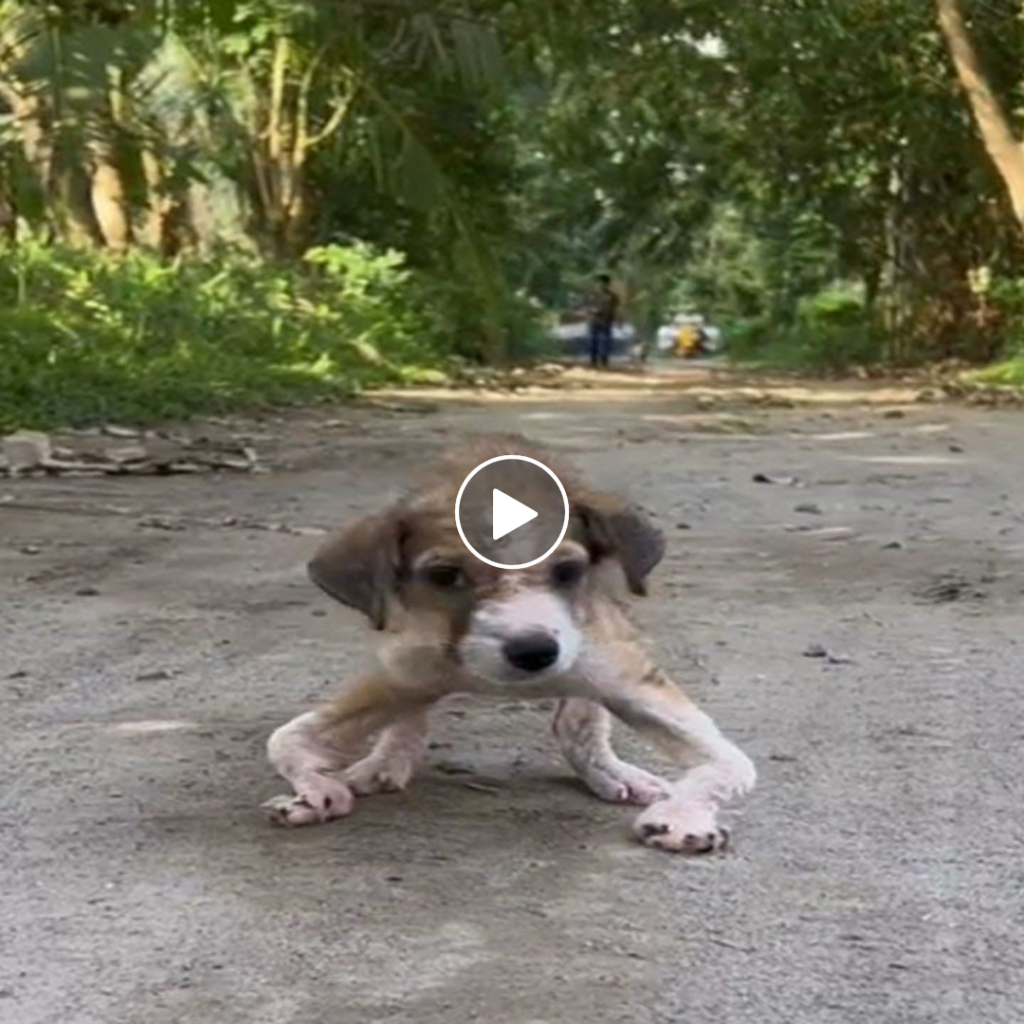 “Tiny Pup with Unique Legs Tugs at Heartstrings, Inspires Kindness and Empathy”